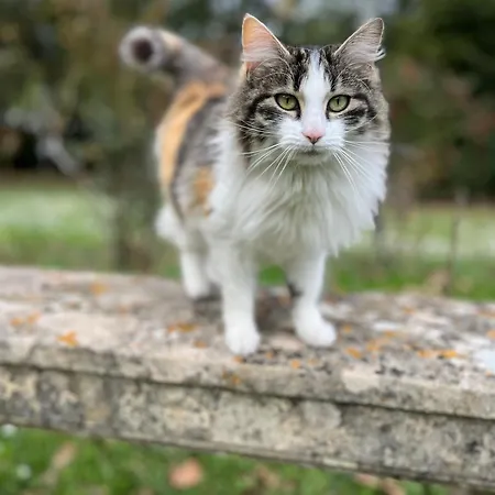 Le P'tit Bois Dore Bed and Breakfast 3*