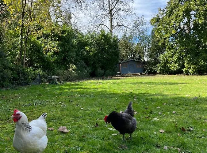 فندق مبيت وإفطار Le P'tit Bois Dore بلانكفور