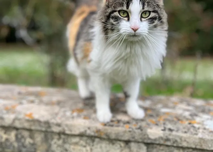 Le P'tit Bois Dore فندق مبيت وإفطار 3*